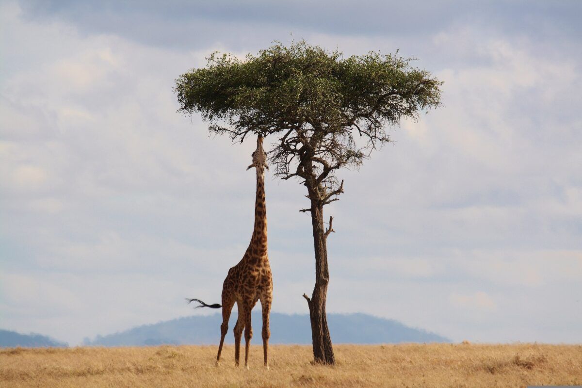 Una jirafa estira completamente su largo cuello para alimentarse de las hojas más altas de una acacia en la sabana africana. El paisaje muestra una llanura de pasto seco bajo un cielo nublado, con colinas difuminadas en el horizonte.